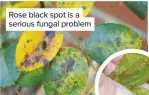  ??  ?? Rose black spot is a serious fungal problem
