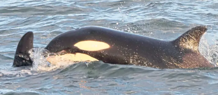  ??  ?? YOUTHFUL EXUBERANCE: The youngest member of the pod, born in 2019, breaches near Newtonhill, Aberdeensh­ire, as the pod of orcas make their way up the north-east coast.