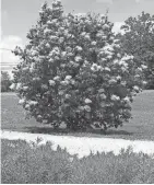  ?? COURTESY OF YEW DELL BOTANICAL GARDENS ?? Pekinensis Great Wall®(‘WFH2’), Beijing GoldTM (‘Zhang Zhiming’) was named the 2024 Theodore Klein Plant Awards Shade Tree winner