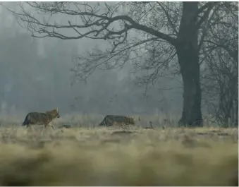  ??  ?? Clockwise from top: the front pads of a jackal’s paw grow together, forming a heart shaped print; an old male exposes his teeth in a sign of aggressive possession over his meat – unfortunat­ely it wasn’t enough to ward off a younger rival; a breeding...