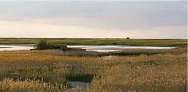  ??  ?? ABOVE Cley Marshes – designated as a nature reserve in 1926 – is Norfolk Wildlife Trust’s oldest reserve