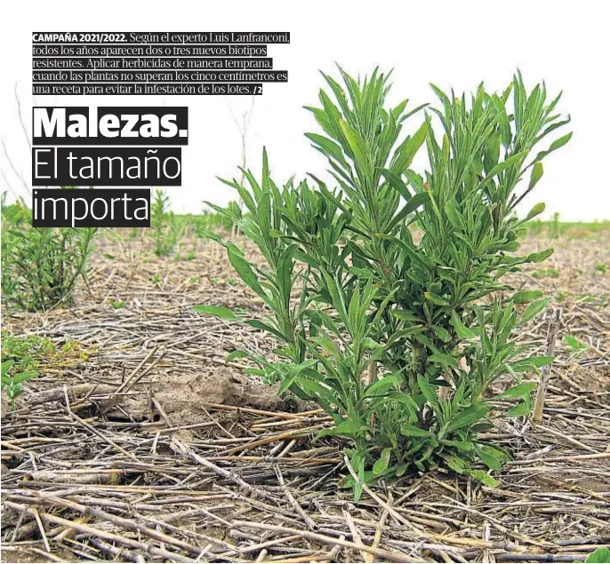  ??  ?? INVASORA. La rama negra es la maleza más extendida a nivel nacional, según Aapresid. Cuando se llega tarde con los tratamient­os y ya está elongada, se necesita sí o sí un “doble golpe” de herbicidas.