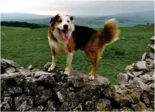  ??  ?? Dog star: Border collie Floyd struggled to keep still
