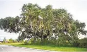  ?? Jerry Baker ?? After hearing from Klein residents and students, the Circle K Corp., has agreed to change its constructi­on plan for a new store that will preserve this old oak.