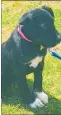  ?? Photo / Supplied ?? Puppy Star was stolen from Tu¯ rangi Animal Care on Friday, November 22, along with her littermate Gypsy, who has been found.