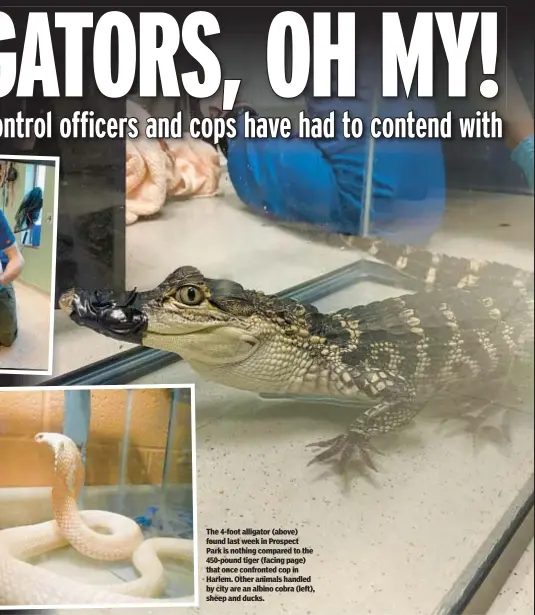  ?? ?? The 4-foot alligator (above) found last week in Prospect Park is nothing compared to the 450-pound tiger (facing page) that once confronted cop in Harlem. Other animals handled by city are an albino cobra (left), sheep and ducks.