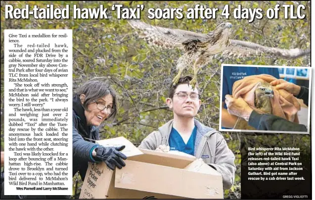  ?? GREGG VIGLIOTTI ?? Bird whisperer Rita McMahon (far left) of the Wild Bird Fund releases red-tailed hawk Taxi (also above) at Central Park on Saturday with aid from Jackson Guthart. Bird got name after rescue by a cab driver last week.