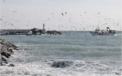  ?? Foto: Encarna Albiol ?? Die Möwen am Fischereih­afen von Caleta de Vélez passen jeden Kutter ab.