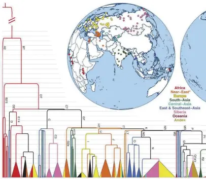  ??  ?? A map from the US National Center for Biotechnol­ogy Informatio­n showing the Y-DNA tree