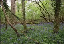  ??  ?? Old oak woodland.