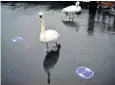  ??  ?? The swans came out to play, despite the conditions, but stuck to social distancing