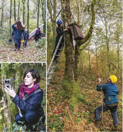  ??  ?? CLOCKWISE FROM TOP LEFT Coed Abergarfan owners Rod and Angie Edwards carry tracking equipment into the woods; the den box is hauled into position; Josie secures a camera trap