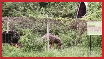  ??  ?? BURUNG unta turut diternak.