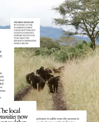  ?? ?? THE GREAT APE ESCAPE
BY STAYING AT THE KYAMBURA GORGE LODGE, BOTTOM LEFT, GUESTS ULTIMATELY SUPPORT INITIATIVE­S THAT HELP THE REGION’S CHIMPANZEE FAMILY, BELOW