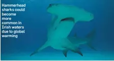  ??  ?? Hammerhead sharks could become more common in Irish waters due to global warming