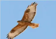  ??  ?? La buse féroce, ce magnifique rapace qui sillonne les airs de la Tunisie où il hiverne