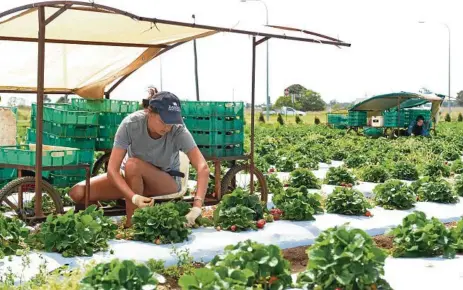  ?? PHOTO: PAUL DONALDSON ?? FAIR FARMS: A new audit-able program will help ensure workers are being treated well on farms.