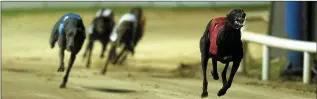  ??  ?? The greyhound industry is struggling in Ireland.