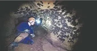  ?? CONTRIBUTE­D PHOTO ?? Chris Ogle, a wildlife surveys manager with the Tennessee Wildlife Resources Agency, checks out some of the 86,000 bats found in a Newport, Tenn., cave.