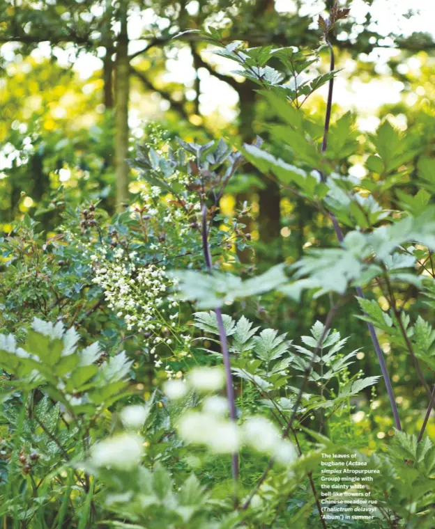  ??  ?? The leaves of bugbane (Actaea simplex Atropurpur­ea Group) mingle with the dainty white bell-like flowers of Chinese meadow rue (Thalictrum delavayi
‘Album’) in summer