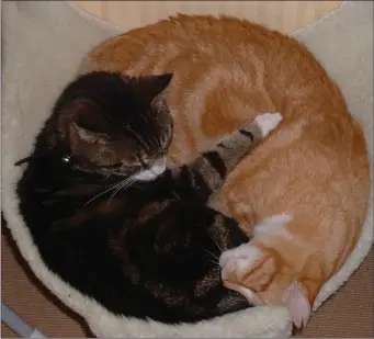  ??  ?? Cats love radiator beds: warm and comfy