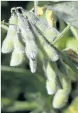  ?? ASSOCIATED PRESS FILES ?? Soybeans grow in an Ohio field.