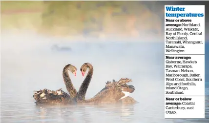  ?? Photo / Michael Craig ?? Black swans get close and personal on Western Springs lake.