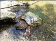  ?? PHOTOS BY TOM TATUM — DIGITAL FIRST MEDIA ?? Unlike the land-dwelling box turtle, which weighs only a pound or two, aquatic snapping turtles like this can reach 50 pounds or more.