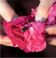  ??  ?? The flowers are checked for insects before being processed.