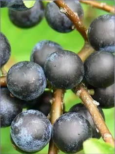  ??  ?? Sloes, the large bluish-black fruits of the Blackthorn have a dense, waxy bloom