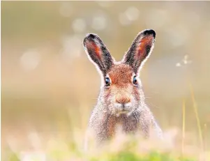  ?? ?? Crime Hare coursing is the“barbaric”act of using dogs to chase and kill hares