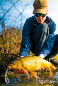  ??  ?? It’s always thrilling to target wild carp from an unfished pool. Even a 3lb common is a triumph