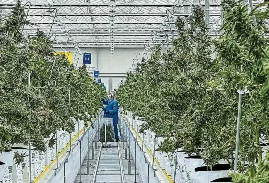  ?? Foto: Annette Welsch ?? In Catanhede, von wo Luxemburg auch sein medizinisc­hes Cannabis bezieht, werden jährlich 20 Tonnen produziert.