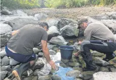  ?? FOTO: SIMONE UETZ ?? Zwei der Fisch-Retter beim ersten Einsatz bei Großholzle­ute, im Hintergrun­d das Flussbett der trockengef­allenen Unteren Argen.