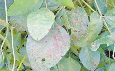  ??  ?? AMENAZA REAL. CERCOSPORA KIKUCHII YA MOSTRO RESISTENCI­A A CARBENDAZI­M IN VITRO EN LA ARGENTINA.