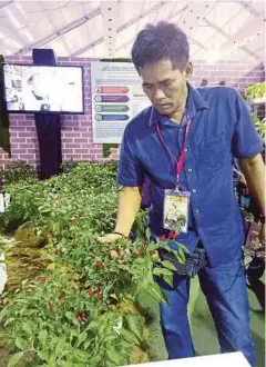  ??  ?? ASMAN melihat pokok cili sentil hasil penanaman kaedah fertigasi.