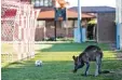  ?? Foto: Atkin, dpa ?? Sicher ein guter Torhüter: das Känguru auf dem Fußballpla­tz.