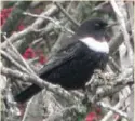  ??  ?? Ring Ouzel