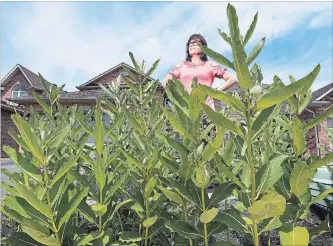  ?? JOHN RENNISON THE HAMILTON SPECTATOR ?? Doreen Nicoll's front yard of her house in Burlington has been naturalize­d, leading to the growth of milkweed. The city told her to get rid of it, but eventually relented, allowing her to continue to let it grow.