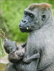  ?? Andrew Rush/Post-Gazette ?? Moka, a Western Lowland gorilla, will sometimes bring her babies close to the glass so visitors can see them. Frankie was just 2 weeks old when this photo was taken in June 2018. Now he’s 2 years old.