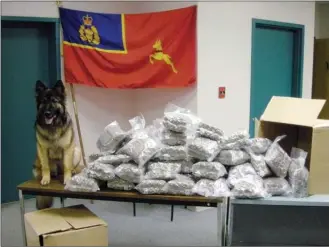  ?? The Canadian Press ?? RCMP police dog Tessy sits next to seized marijuana in an RCMP handout photo. A number of police dogs across the country will be out of a job before Oct. 17 as the RCMP prepares for cannabis legalizati­on.