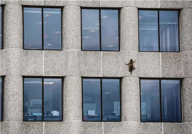  ?? Evan Frost photos / Minnesota Public Radio via Associated Press ?? A raccoon scurries up the side of the UBS Tower in St. Paul, Minn., on Tuesday before making it to the top overnight. The raccoon began its climb about noon and reached the roof about 3 a.m. Wednesday.