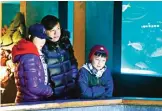  ??  ?? Tourists from China watch penguins at the New England Aquarium in Boston.