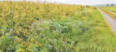  ?? FOTO: LANDSCHAFT­SERHALTUNG­SVERBAND LANDKREIS RAVENSBURG ?? Vor allem mehrjährig­e Ackerblühs­treifen kommen Insekten und anderen Tieren zugute.