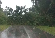  ??  ?? An uprooted tree blocks the road leading to Kampung Bungai.