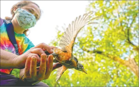  ?? (AP/Carolyn Kaster) ?? Emily Williams, avian ecologist and Georgetown University Ph.D. student, releases an American robin after gathering data in Cheverly, Md. “Realizing that this tiny animal that can fit in the palm of your hand can travel thousands and thousands of miles one way in spring, and then does it again later in the year, was just amazing to me,” she said. “I have always been dazzled by migration.”