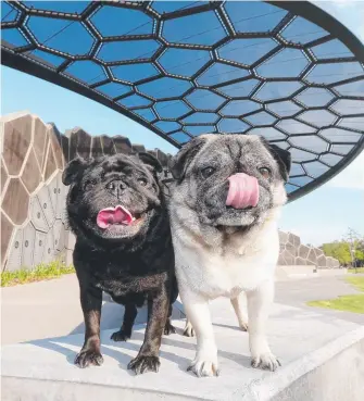  ?? Picture: MIKE BATTERHAM ?? Pugs Coco and Valentino at the HOTA stage ahead of the Concert for Dogs.