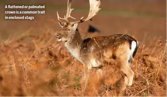  ?? ?? A flattened or palmated crown is a common trait in enclosed stags