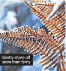  ?? ?? Gently shake off snow from ferns