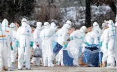  ?? — Reuters ?? Workers wearing protective suits cull chickens after birds were found dead at a poultry farm in Sekikawa town, Japan.